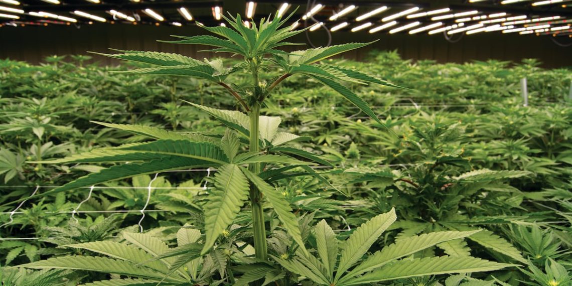 What Georgia realized from Colorado’s hashish expertise