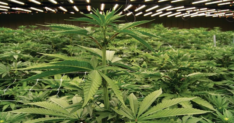What Georgia realized from Colorado’s hashish expertise