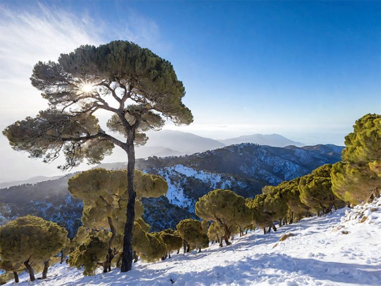Sierra de las Nieves in Malaga Transforms Right into a Snowy Paradise After Storm Jana: A Should-Go to Vacation spot for Winter Travellers