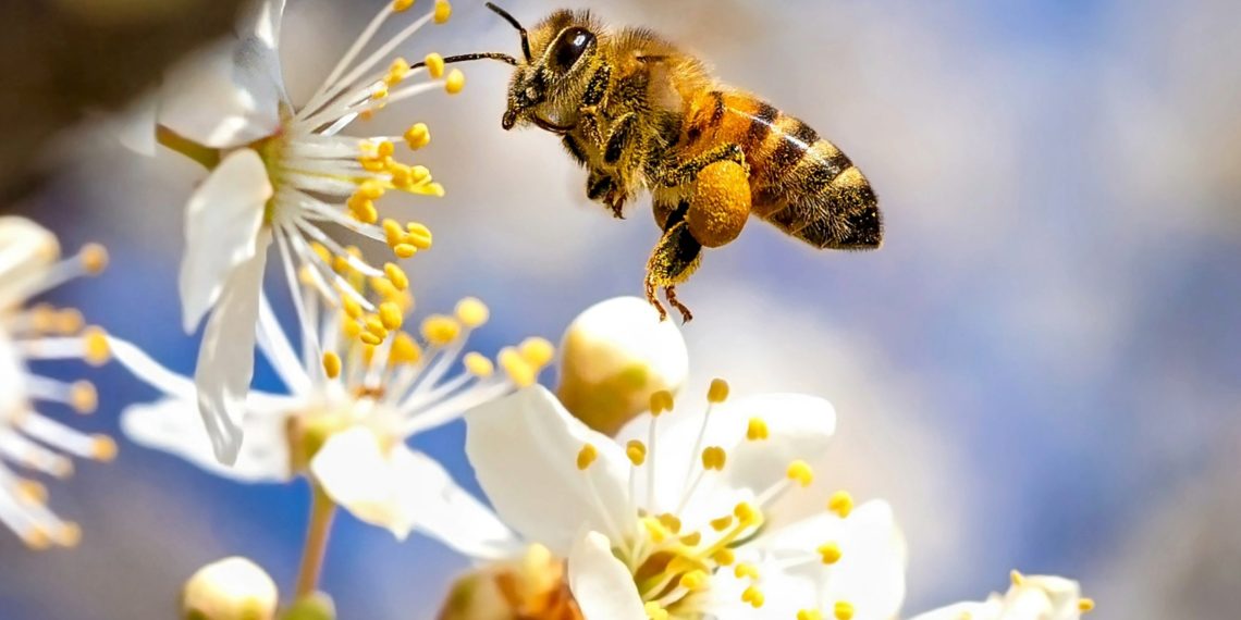 Pollinator decline is a direct risk to meals safety 