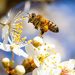 Pollinator decline is a direct risk to meals safety 