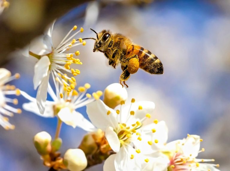 Pollinator decline is a direct risk to meals safety 