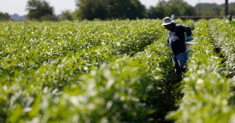 USDA cuts over $1 billion in funding for colleges, native meals purchases