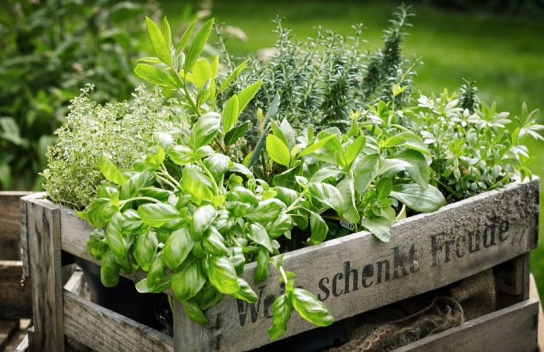 Develop Your Personal Meals container gardening workshop March 15