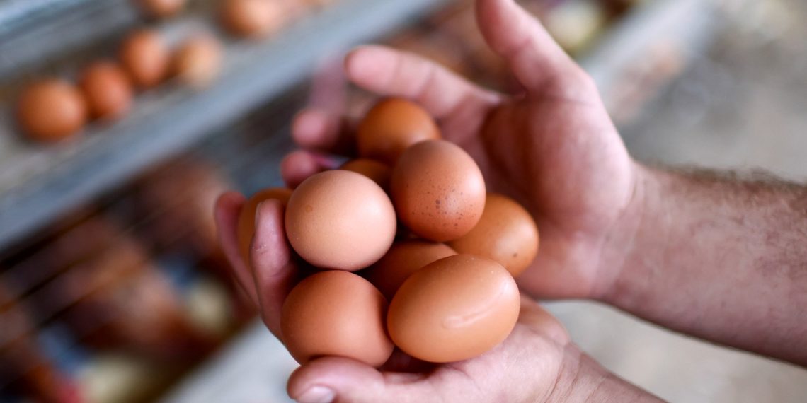 What about eggs within the USA? Costs for clouds, smuggling and chickens for lease