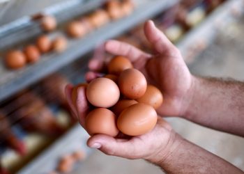 What about eggs within the USA? Costs for clouds, smuggling and chickens for lease