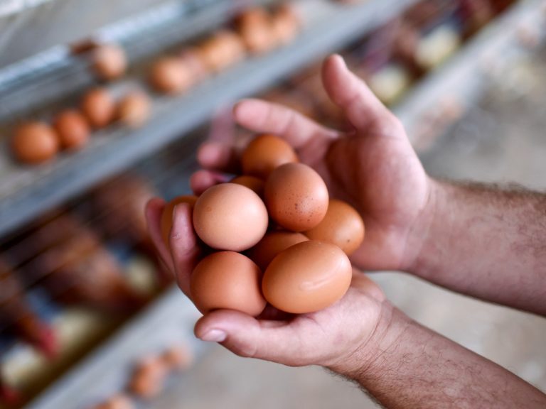 What about eggs within the USA? Costs for clouds, smuggling and chickens for lease