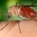 Well being Division Receives Grant Funds For Mosquito Program