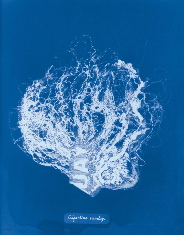 Mandy Barker’s cyanotypes revive a ebook of pioneering botanist to warn about artificial stays – Colossal