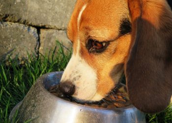 Research: HPP preserves vitamins, extends shelf life