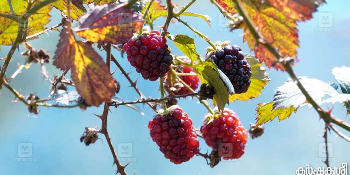 Right here is Kerala’s largest blackberry farm, a go to could be rejuvenating expertise | Life-style Information