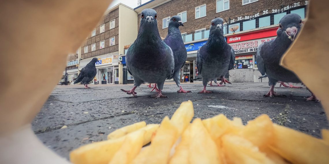 Ferrous pigeons and a feist foxes take high honors in 2025 British Wildlife Pictures Awards – Colossal