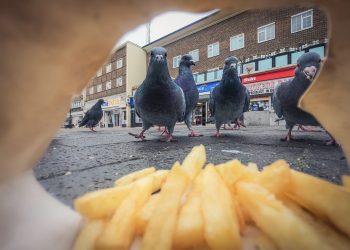 Ferrous pigeons and a feist foxes take high honors in 2025 British Wildlife Pictures Awards – Colossal