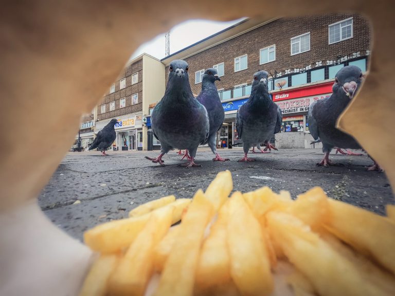 Ferrous pigeons and a feist foxes take high honors in 2025 British Wildlife Pictures Awards – Colossal