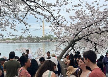 Amid huge crowds, journey do’s and don’ts for DC cherry blossom season as blooms peak
