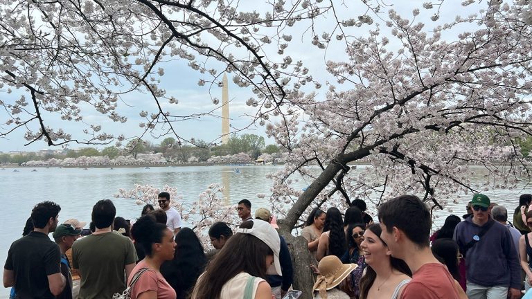 Amid huge crowds, journey do’s and don’ts for DC cherry blossom season as blooms peak