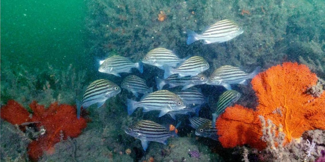 Rocky reefs off Kollam coast reveal new coral species | Life-style Information