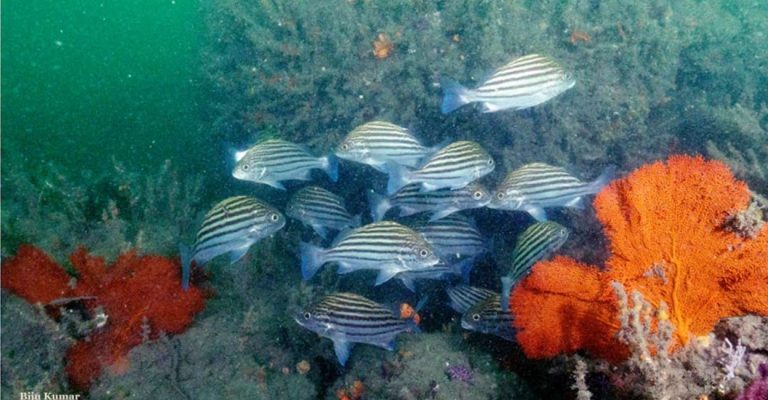 Rocky reefs off Kollam coast reveal new coral species | Life-style Information