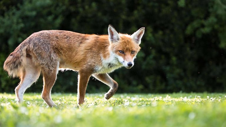 Whisker evaluation reveals city foxes getting third of their meals from individuals