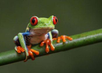 FROG World Day: 24 hours with out punishment, politics or plastic debates of straw