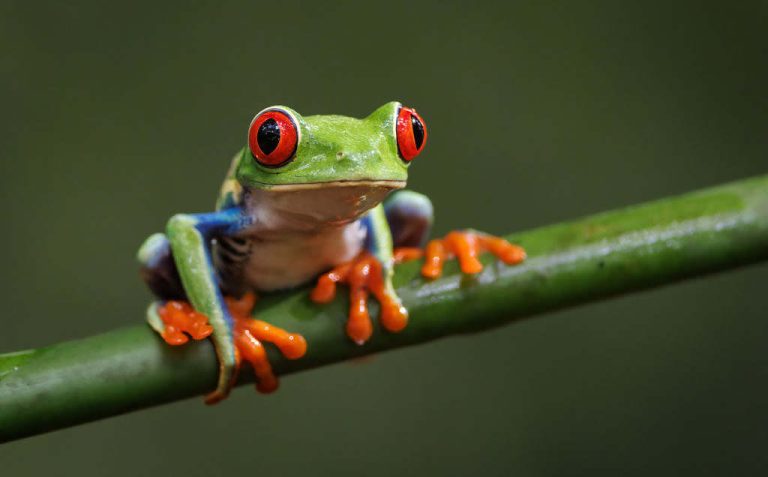 FROG World Day: 24 hours with out punishment, politics or plastic debates of straw