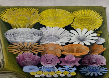 Krzysztof Grzybacz’s “floral compositions” are the tender portraits – Colossal