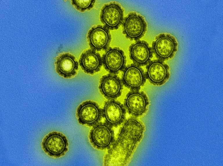 Public Citizen’s Battle Towards Trump’s Assault on International Well being