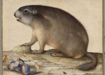 “Little Beasts” is a primary collaboration of the museum as effectively, which is revealed in artwork and the natural-colossal world