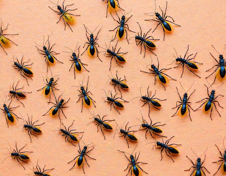 US Virgin Islands, Canada, United States, Mexico, Belize, Costa Rica, Jamaica, Dominican Republic, Puerto Rico, Barbados, Trinidad and Tobago, Bahamas Are At Excessive Threat as Dengue Fever Looms, What You Must Know Earlier than Your Journey
