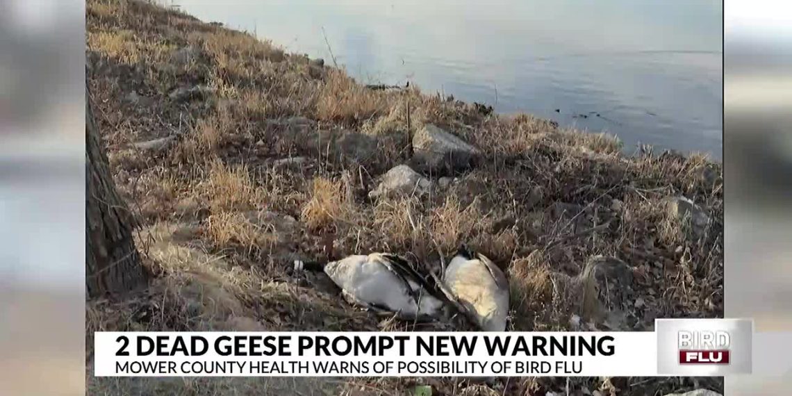 Mower County well being officers discover chicken flu scare in Austin – ABC 6 Information