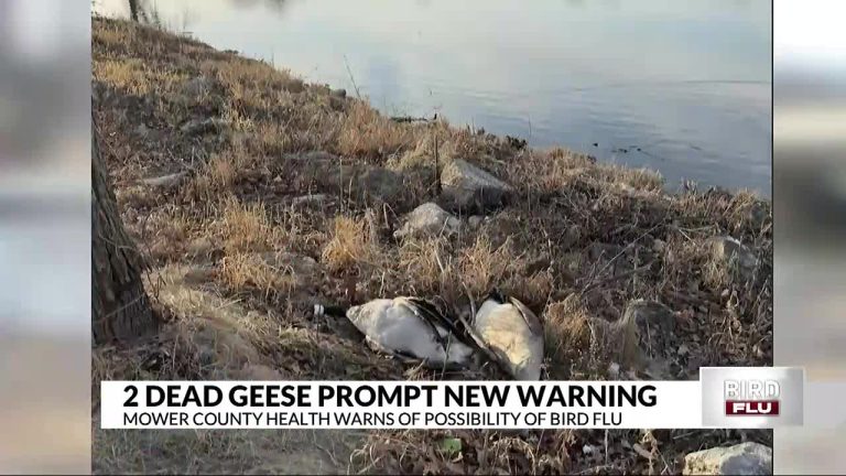 Mower County well being officers discover chicken flu scare in Austin – ABC 6 Information