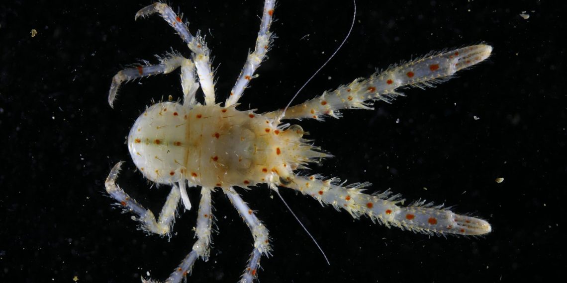 Ocean census expeditions uncover greater than 800 new marine species – colossal