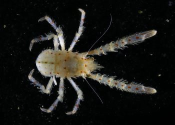 Ocean census expeditions uncover greater than 800 new marine species – colossal