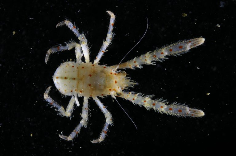 Ocean census expeditions uncover greater than 800 new marine species – colossal