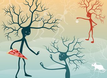 What Drives Our Cravings For Meals And Drink?