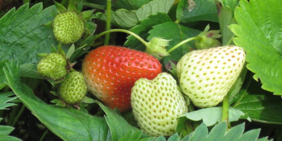 Minter: Meals gardens ought to embody berries