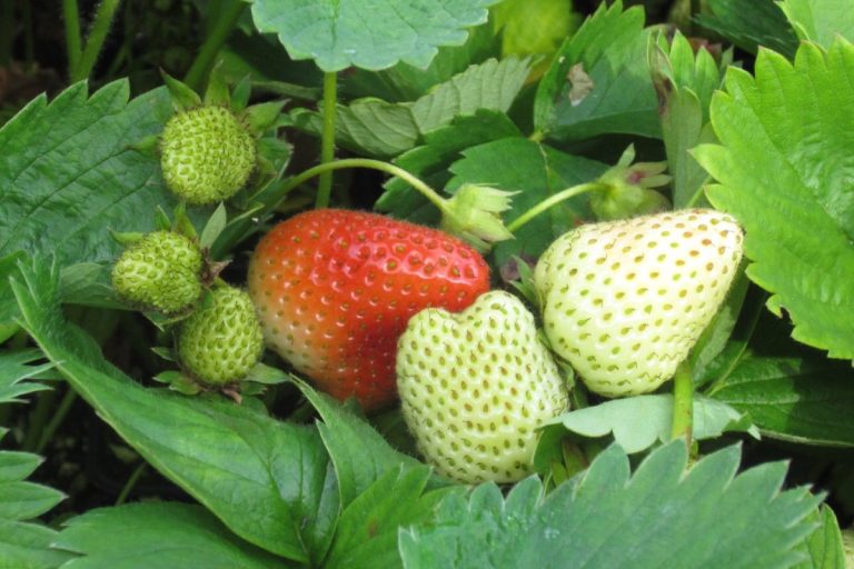 Minter: Meals gardens ought to embody berries