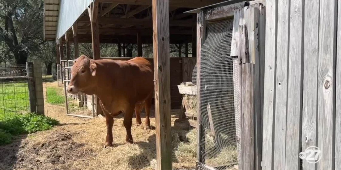 Monticello’s homesteaders eat contemporary meals with out breaking the financial institution