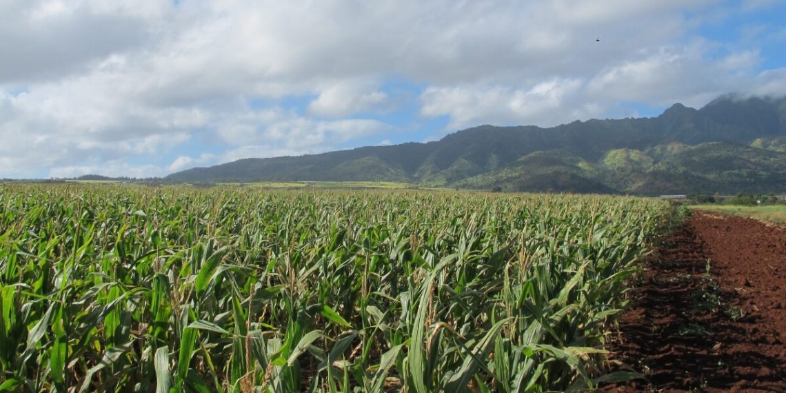 Federal actions impression $90M meant for Hawaiʻi and Pacific farmers, meals organizations