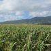 Federal actions impression $90M meant for Hawaiʻi and Pacific farmers, meals organizations
