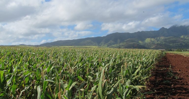 Federal actions impression $90M meant for Hawaiʻi and Pacific farmers, meals organizations