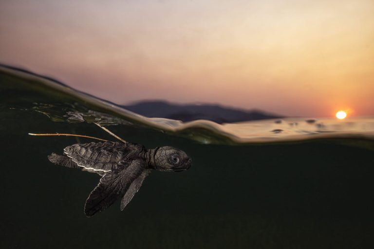 The attractive and fragile planet has the central position within the World Nature Images Awards of 2025 – Colossal