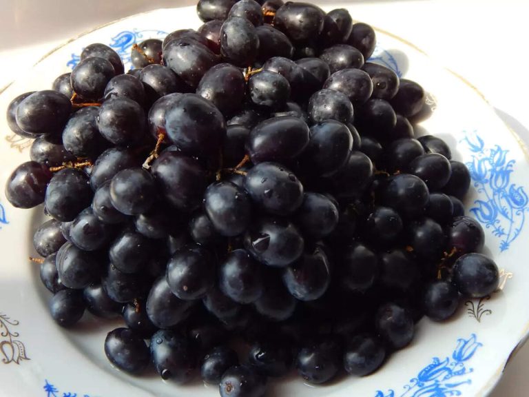 ​5 causes so as to add Black Grapes to breakfast​