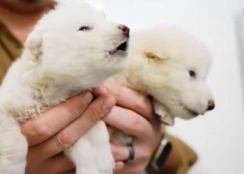 Dire Wolf Introduced Again To Life After 10,000 Years: Inside The World’s First De-Extinction Breakthrough, WATCH VIDEO | Way of life Information