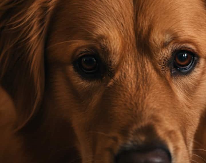 Is Your Pet Sad? Watch For These 7 Indicators