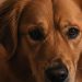Is Your Pet Sad? Watch For These 7 Indicators
