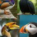 7 Painted Beaks Of Birds