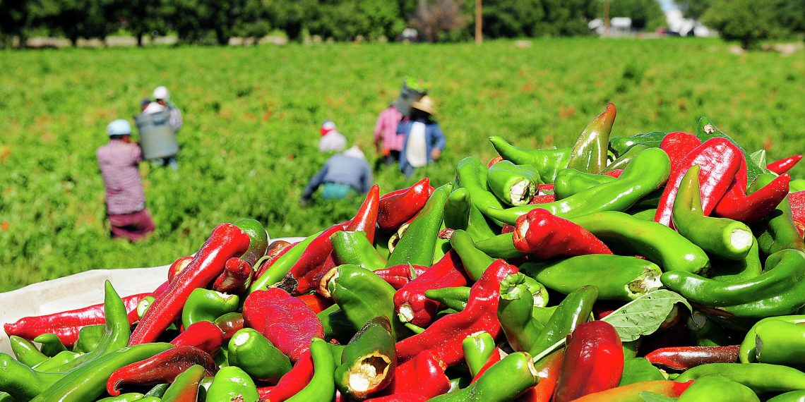 Mass deportations will threaten America’s meals safety