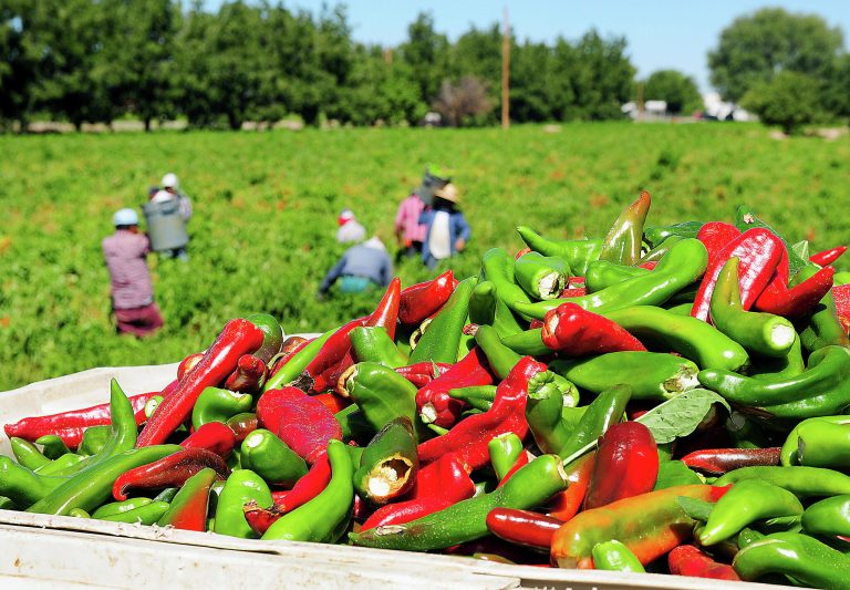 Mass deportations will threaten America’s meals safety
