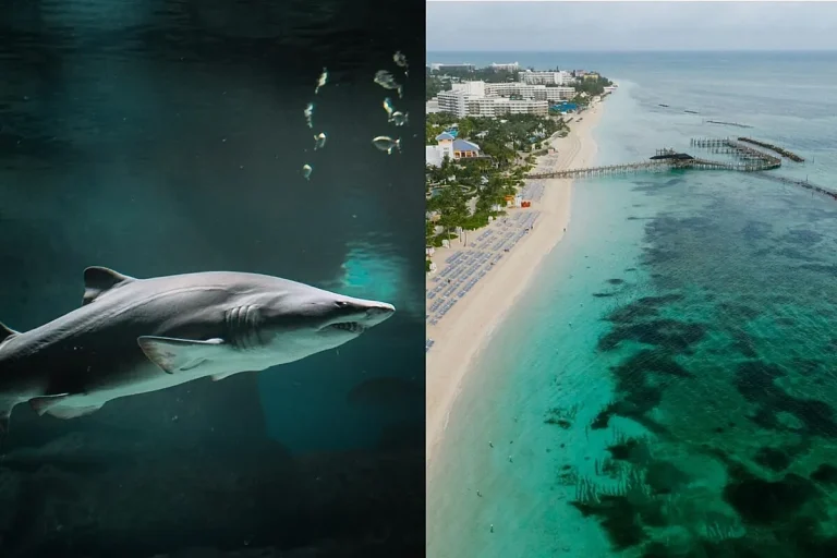 The US warns its residents of the hazard of touring to a serious Caribbean vacationer vacation spot: "Keep alert" – Marca.com